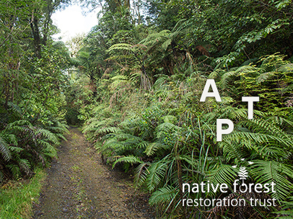 Announcing our partnership with the Native Forest Restoration Trust                